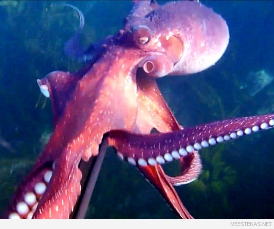 rööv kaheksajalg kaamera