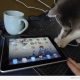 Kass avastab iPadi