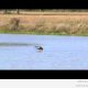 Oled sa kunagi näinud ujuvat kotkast? (video)