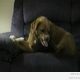 Lõhestunud isiksusega koer (video)