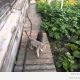 Maailma laisem kass (video)