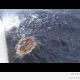 Haid korraldavad 272 kg marliinile veresauna (video)