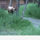 Peab vaatama: hiiglaslik Alaska pruun karu (video)