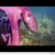 Kaheksajalg varastab kaamera ja põgeneb (video)