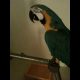 Papagoi on vihane selle üle, et ta ketis on (video)
