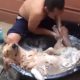 Koera vannitamine (video)