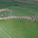 Hüpnotiseeriv: lammaste karjatamine Uus-Meremaal