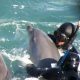Kurb: kaabakad lahutavad Jaapanis noored delfiinid emadest, et nad delfinaariumitele müüa