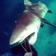 NOPE, mina ei lähe enam kunagi ujuma – hai ründab Austraalias sukeldujat