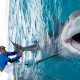 Kalamees püüab kinni hiiglasliku, 4.2m pikkuse ja 450kg kaaluva hai