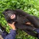 Midagi positiivset – vaata, kuidas väikest gorillat kõditatakse
