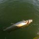 GoPro kaadrisse jääb kalamees, kes tappis ja viskas vette tagasi haruldase kala