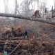 Orangutang hakkab vastu metsa hävitavale ekskavaatorile