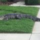Vihane alligaator lööb loomapüüdja nokauti