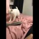 Beatboxiv kass – nüüd ma olen kõike näinud