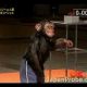 Šimpans läbib veatult ninjasõdalase raja