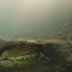 Sukelduja kohtub Brasiilias jões sukeldudes 7-meetrise anakondaga