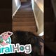 Koer kasutab trepist allaminekuks väga ebameeldivat tehnikat