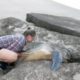 Paarike päästab kivide vahele kinni jäänud merikilpkonna