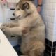 Suur koer proovib vanni eest peitu pugeda